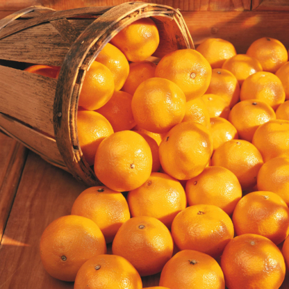 Loblaws - Grocery Stores